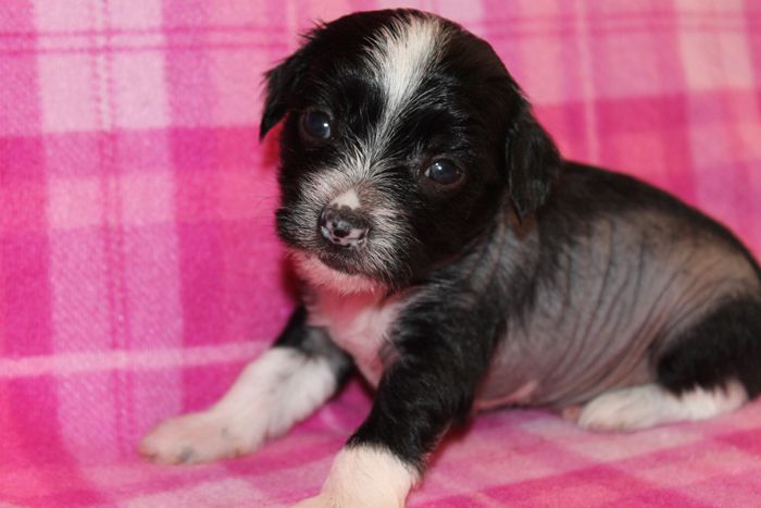 Status Imperial King of the Ring