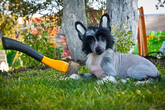 Status Imperial Key to Your Heart