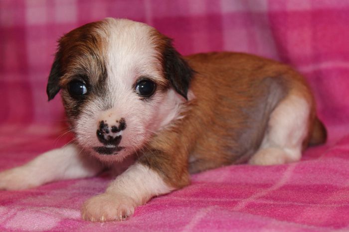 Status Imperial Kalipsa Gold Star