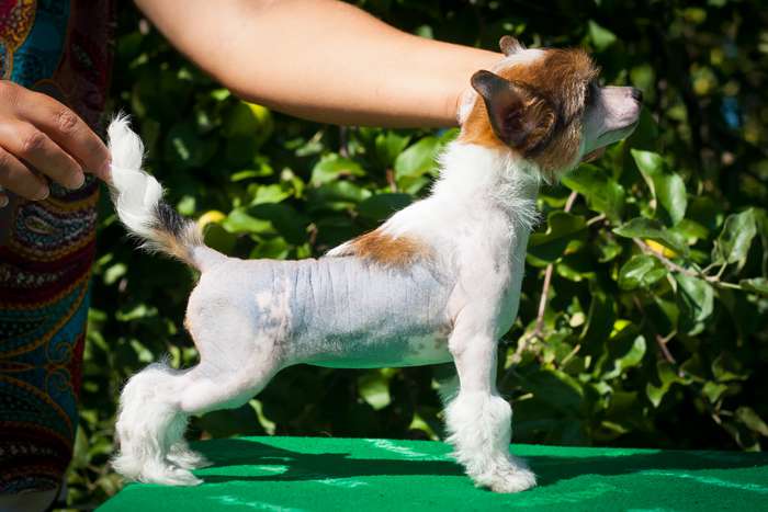 Status Imperial Lambada