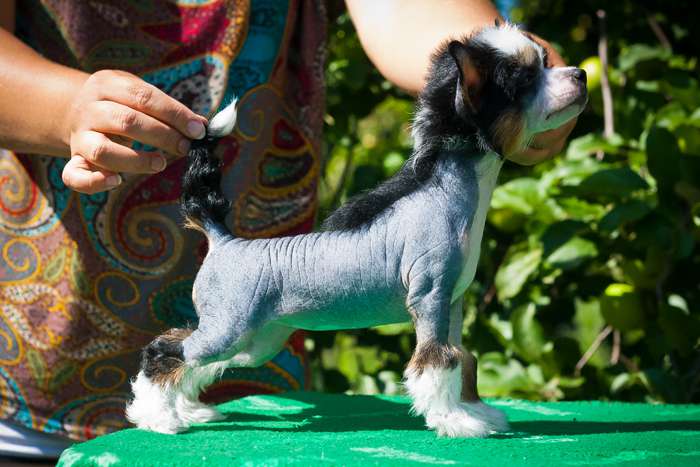 Status Imperial Latina