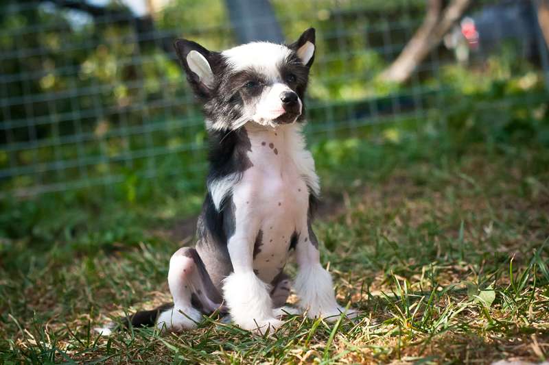 Status Imperial Magic Night