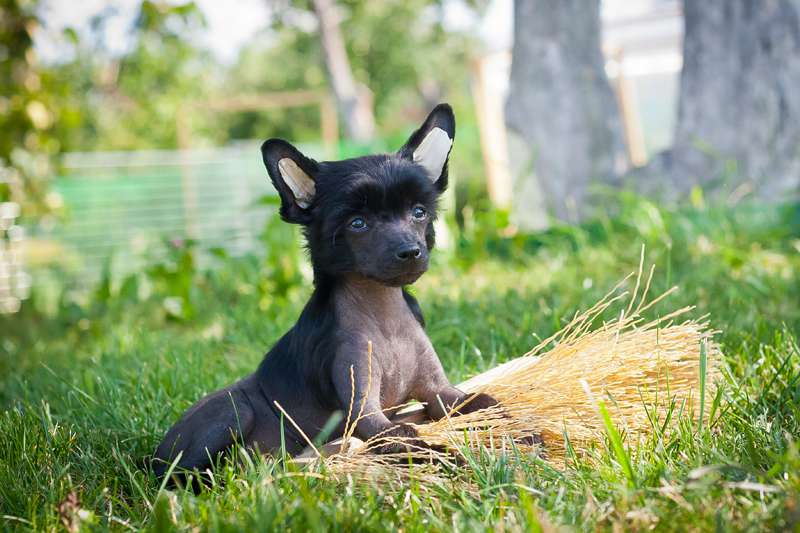 Status Imperial Mirror Edition