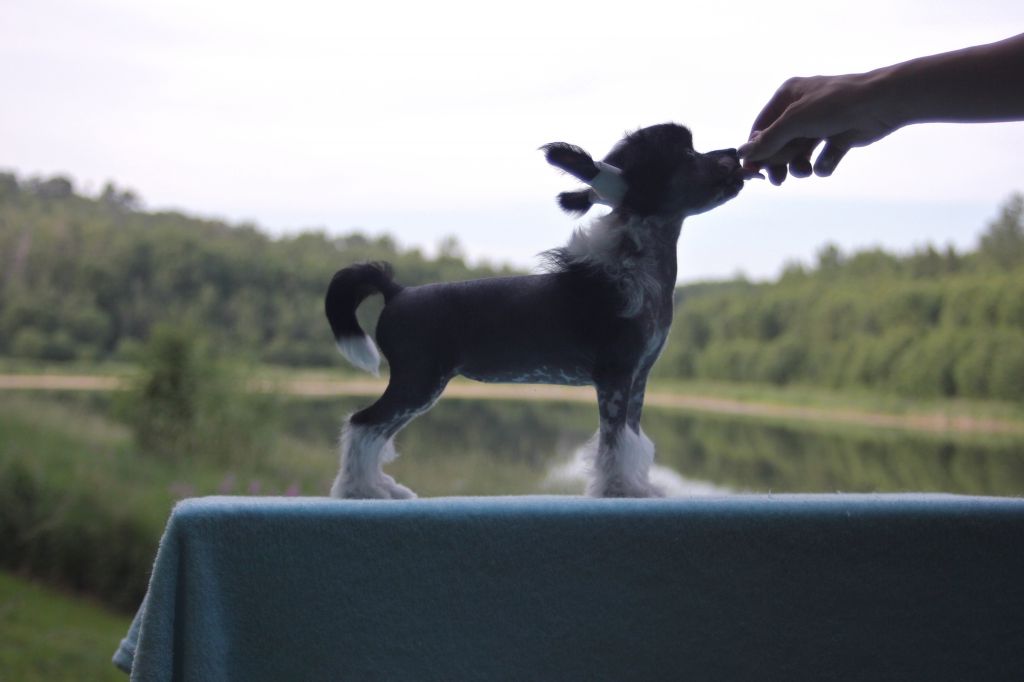 CH Taja Bangles Bejewelled