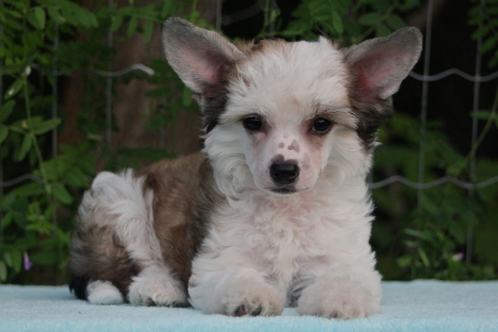 Taja Bedecked N Bedazzled