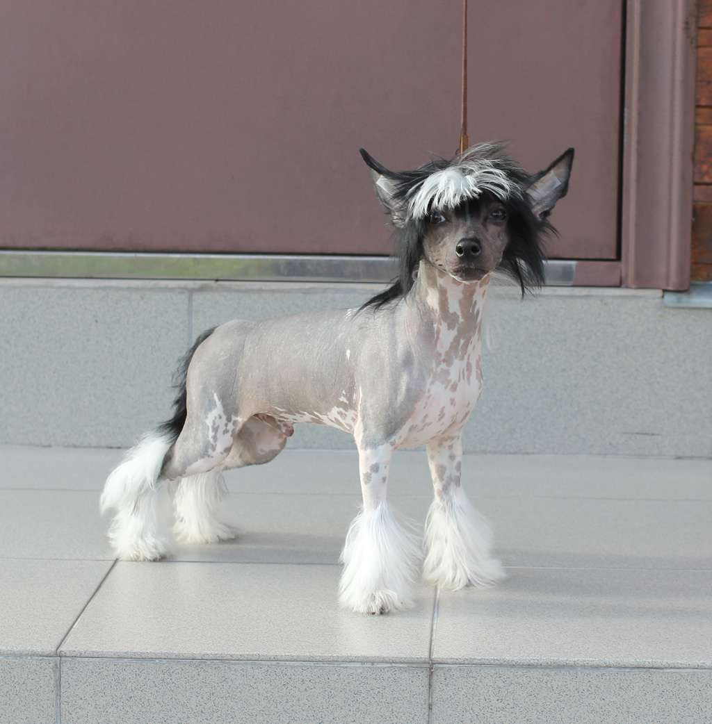 Vernisazh Mari Gerome