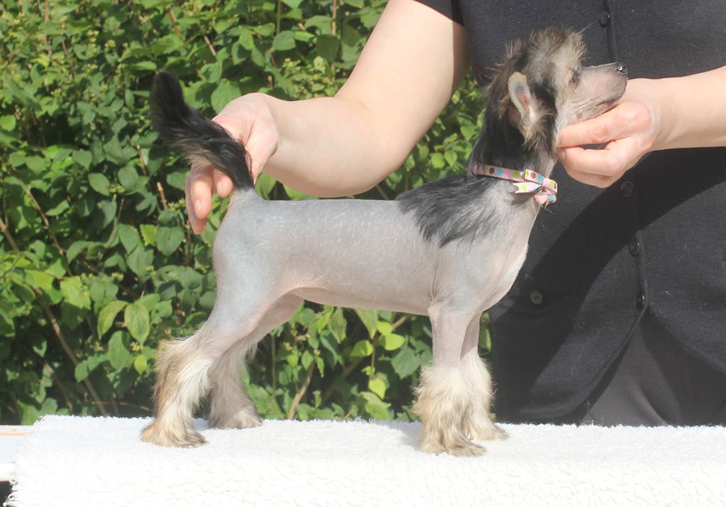 Vernisazh Mari Jasmine