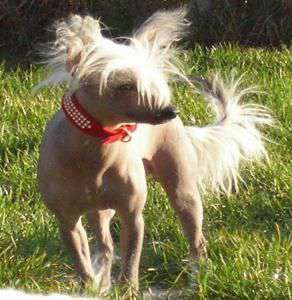 Bell'e von Rambazamba