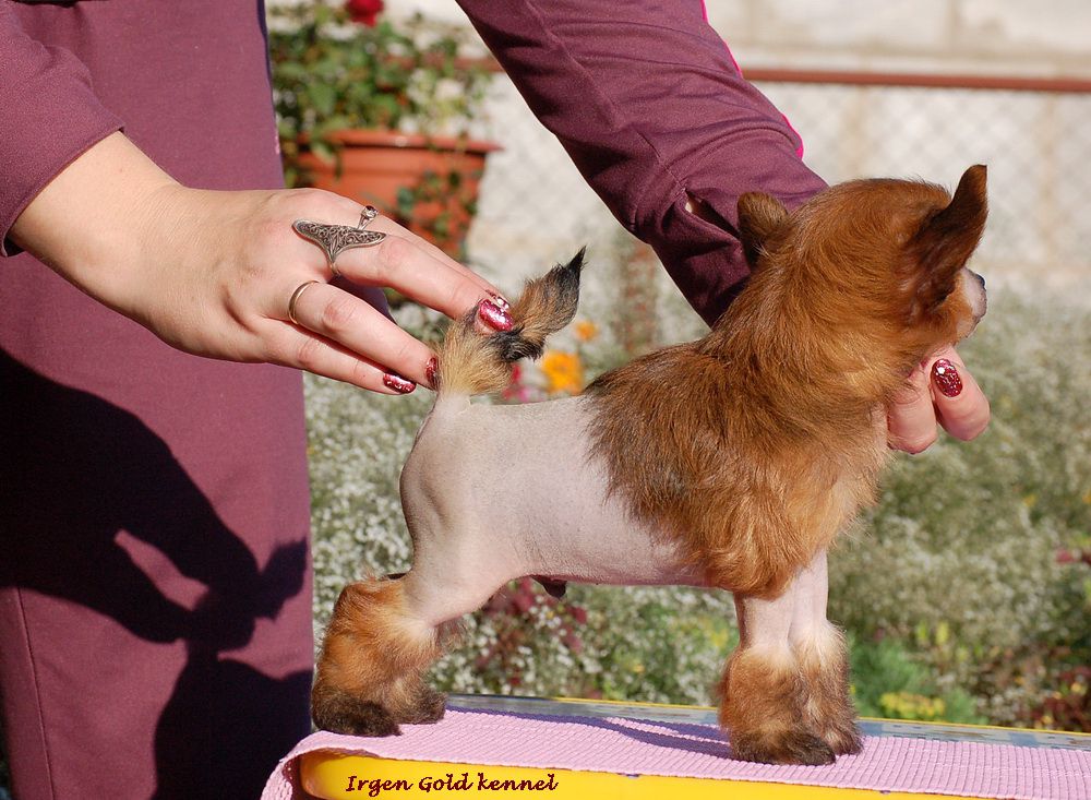 Irgen Gold An Unreal Red