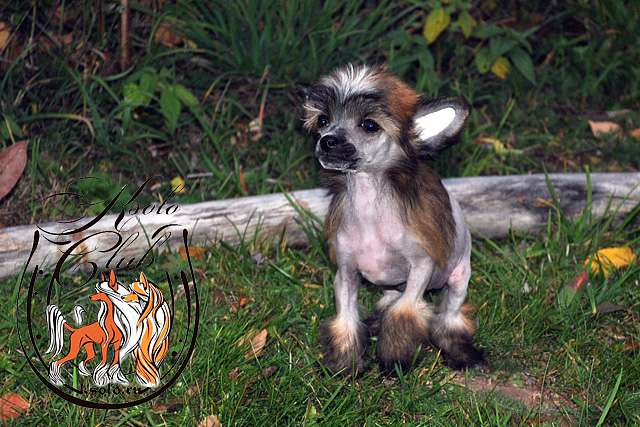 Ksolo Club New Red Star