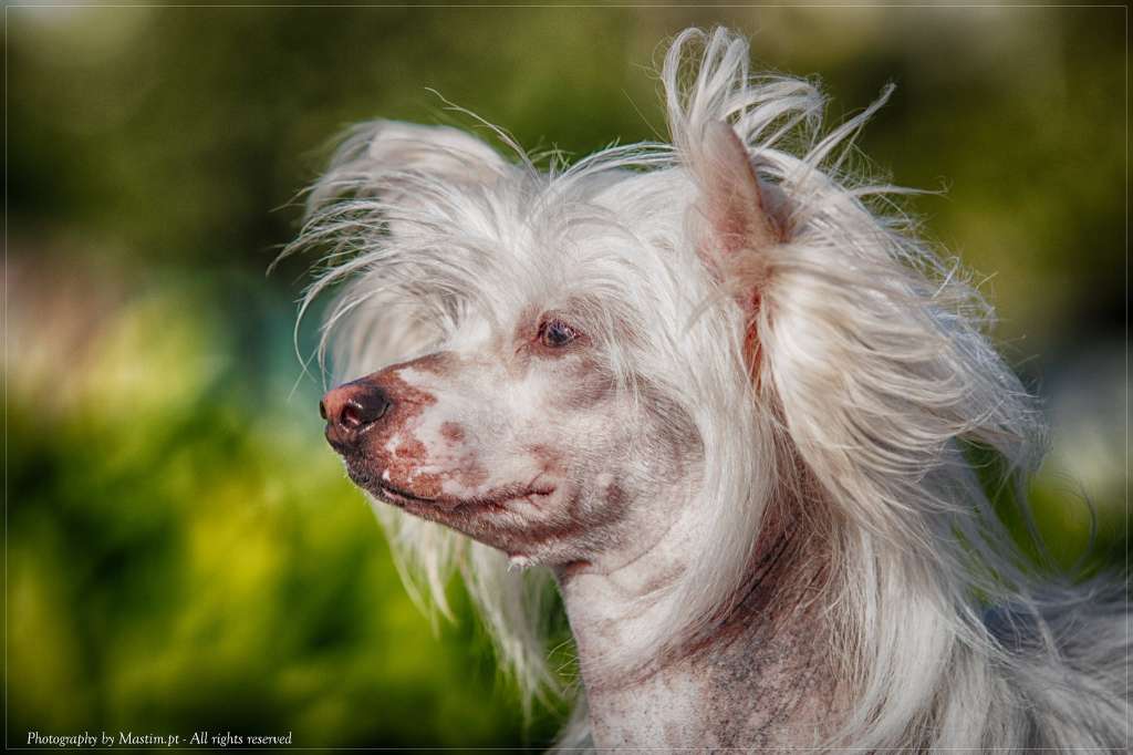 Ch. Amelie Of CayoCarpo