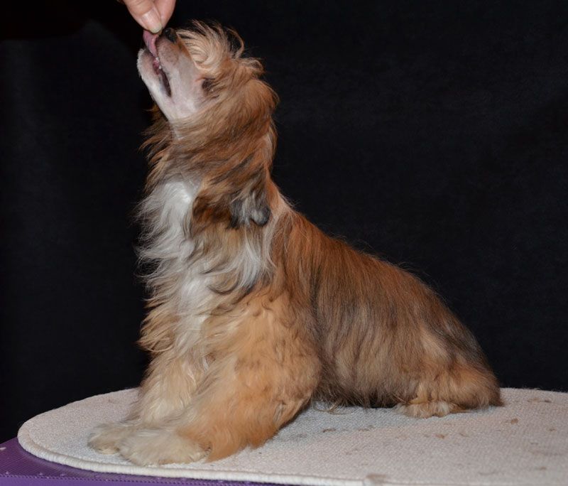 Moonlilys Bumbi Bear