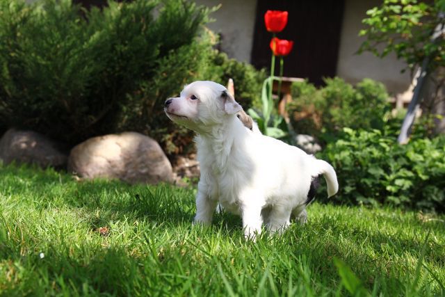 Zaika Iz Vanill''nyh Snow