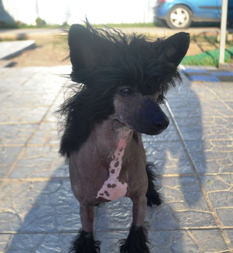 Fiery Fame Galaxy Star Dream