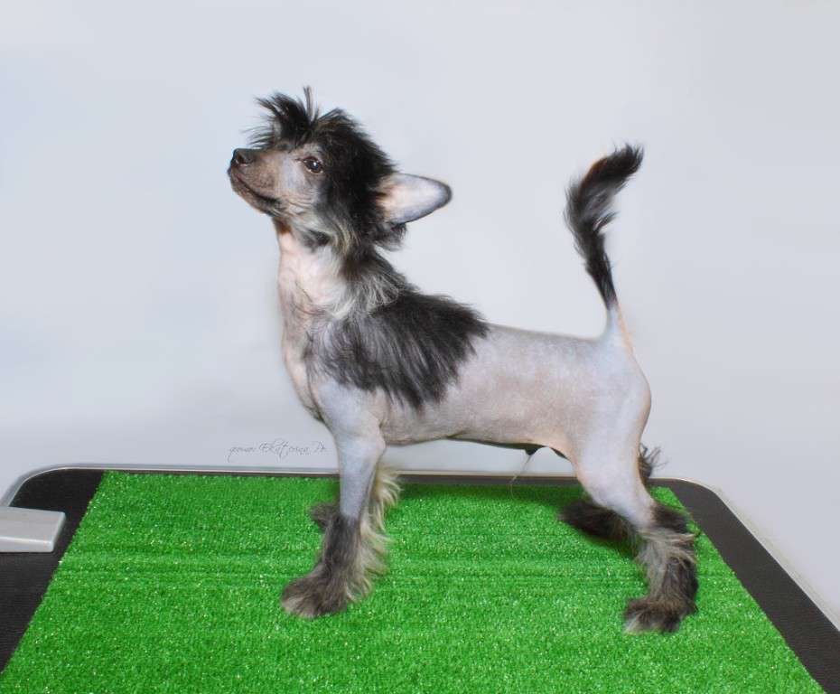 Fiery Fame Get To Know Samir