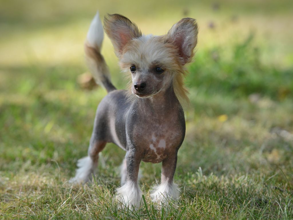 Sunstreaker Pull Your Socks Up