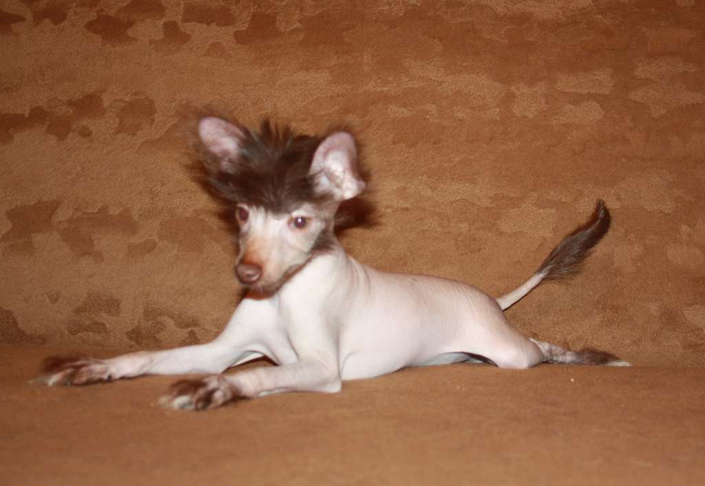 Charuyuschiy Soblazn Forseti