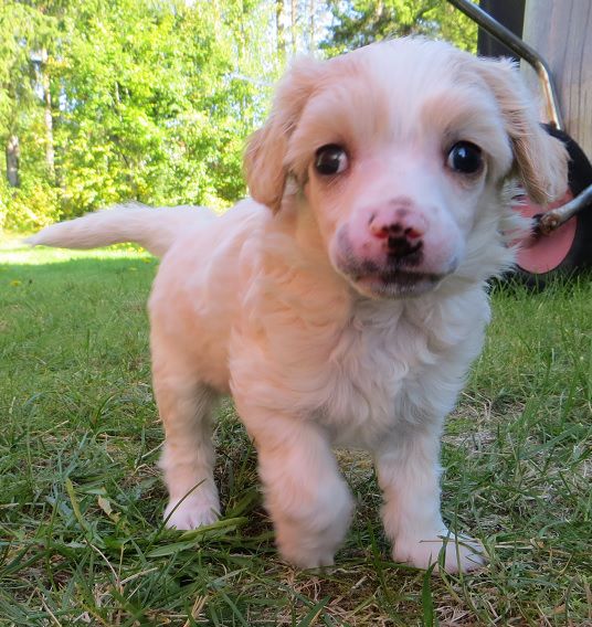 Amelion's Thunderbird