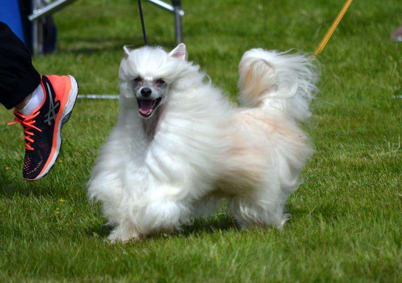 Amelion's Teddy Bear