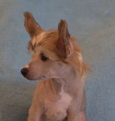 Artic Flyer's Justify My Love