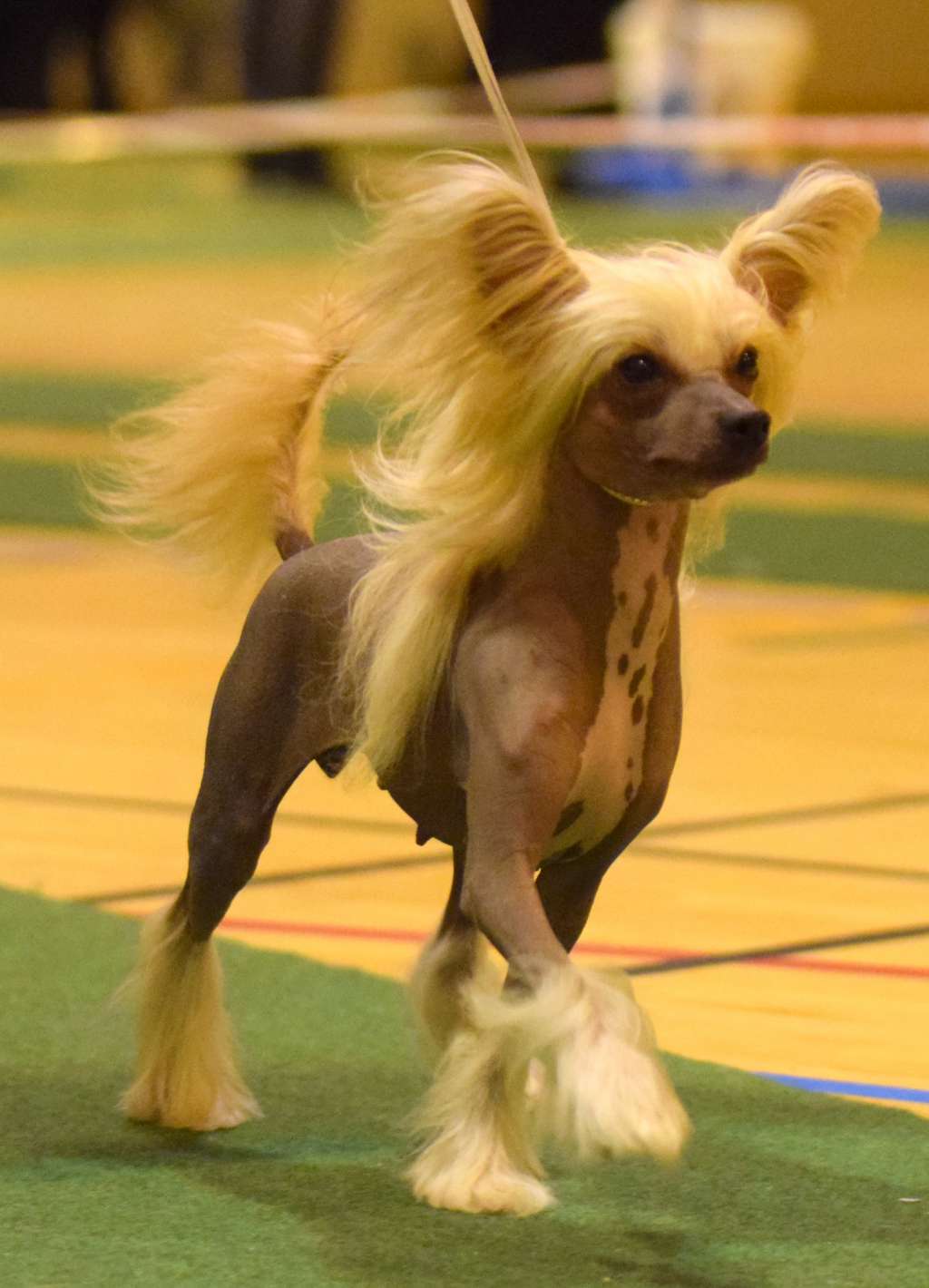 Artic Flyer's Just Kiss Me