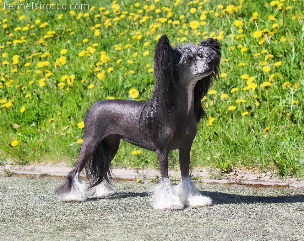 Sirocco Omen Over Northumbria