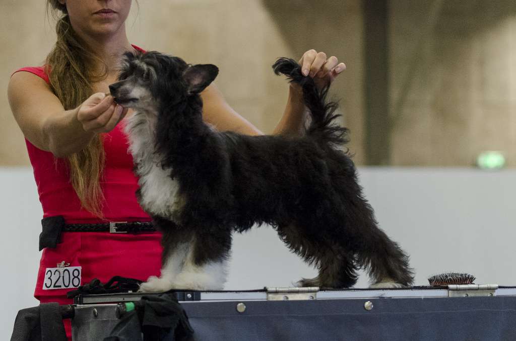 Sirocco Conquest Of East Anglia