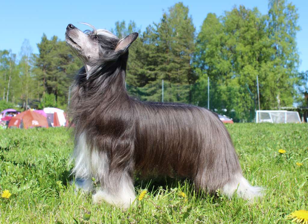 Sirocco The Great Heaten Army