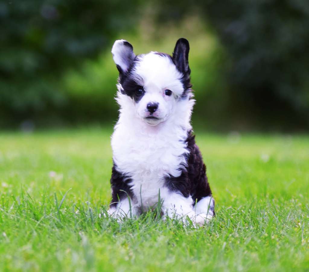 Sirocco Last Norse King Of Jarvik