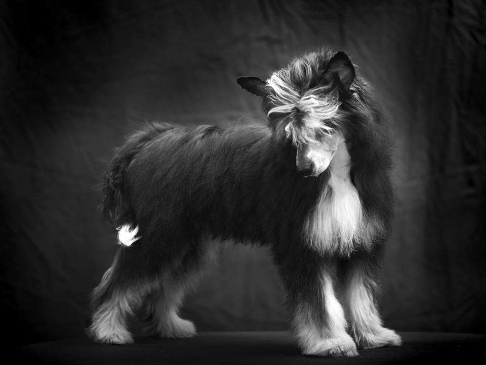 Sirocco The Raid Of Lindisfarne