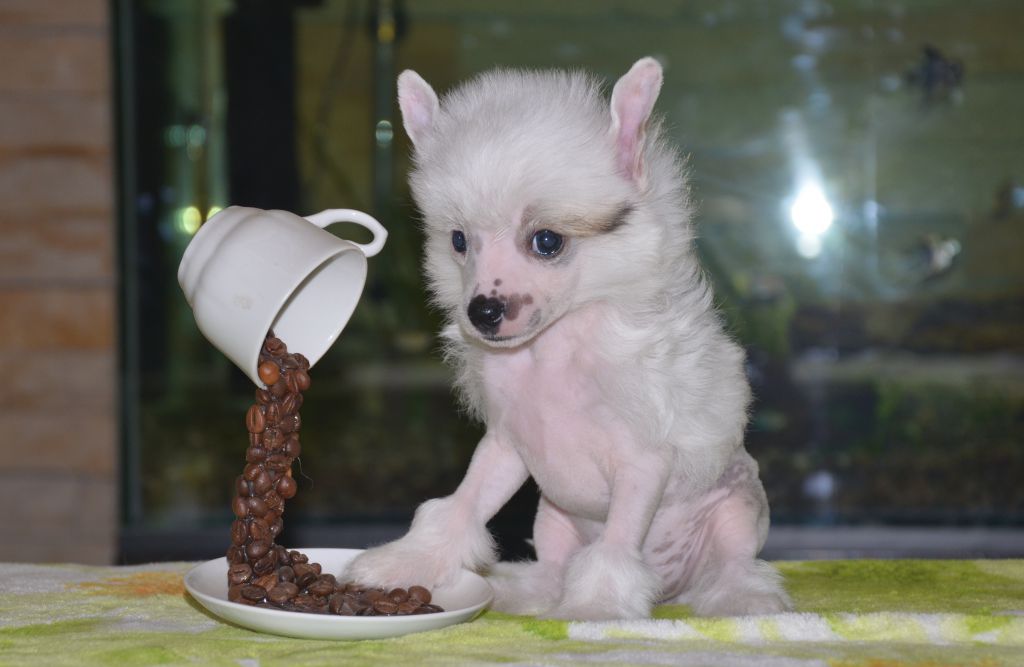 Dgony White Bonus Westtai