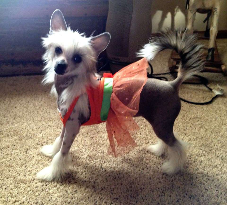 Famous lil' Miss Cricket