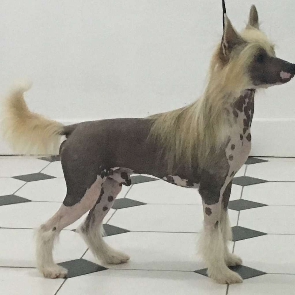 Gipsy King Falazairroo