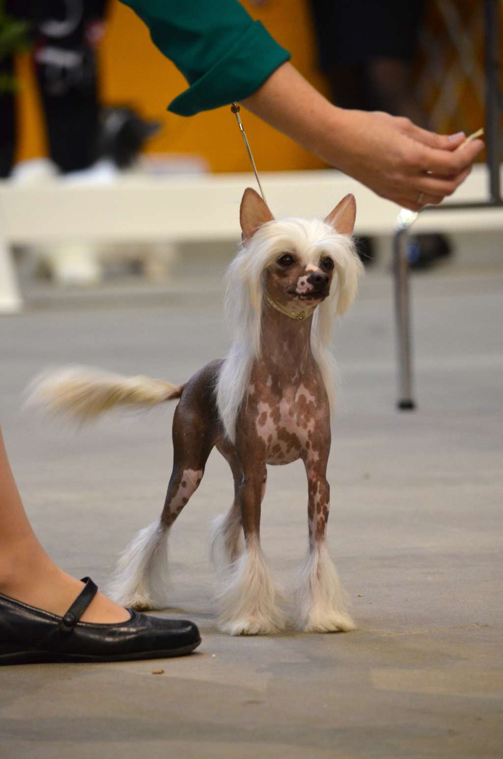 CedarFrost Free Bird