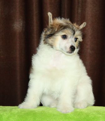 Tiffany iz Strany Kutha