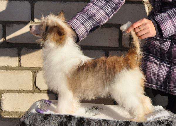 Zabava Winning Smile