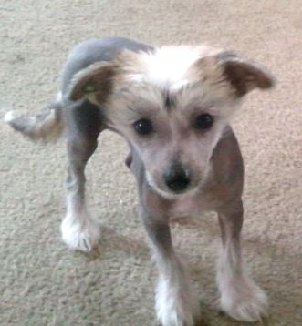 Valour Into Your Heart Tanko