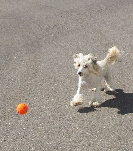 Valour Little Bit A Puppy Love Sebastian