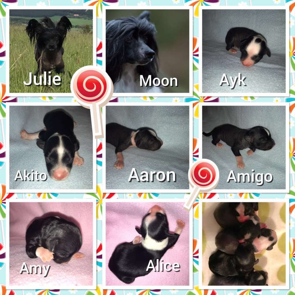 Aleshanee from Dynasty of Han