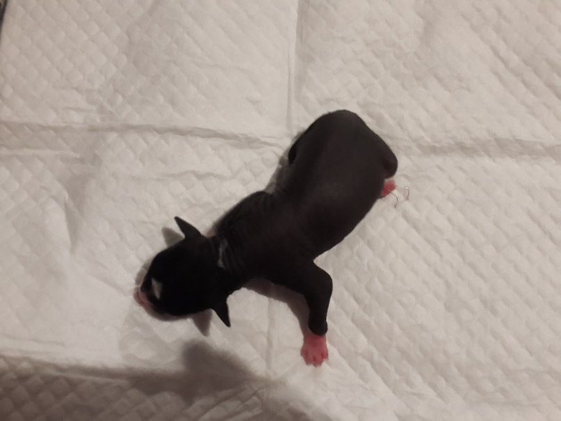 Super Star Riv'era de Mistika