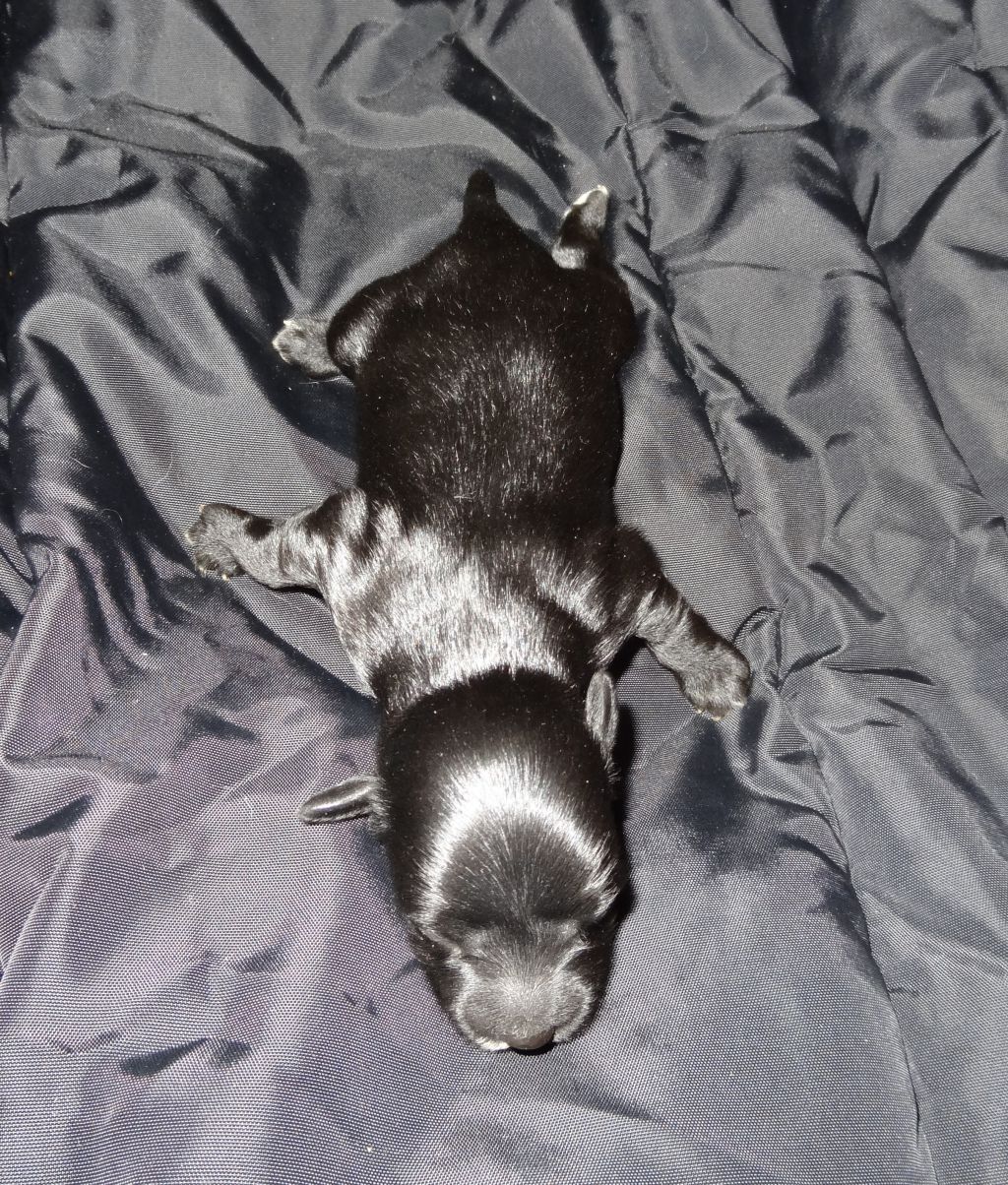 Millenium Pride Iris Beauty