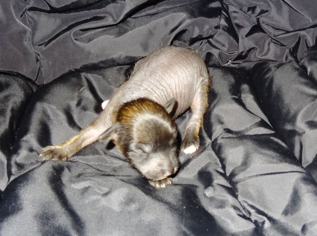 Millenium Pride Amigo Boy