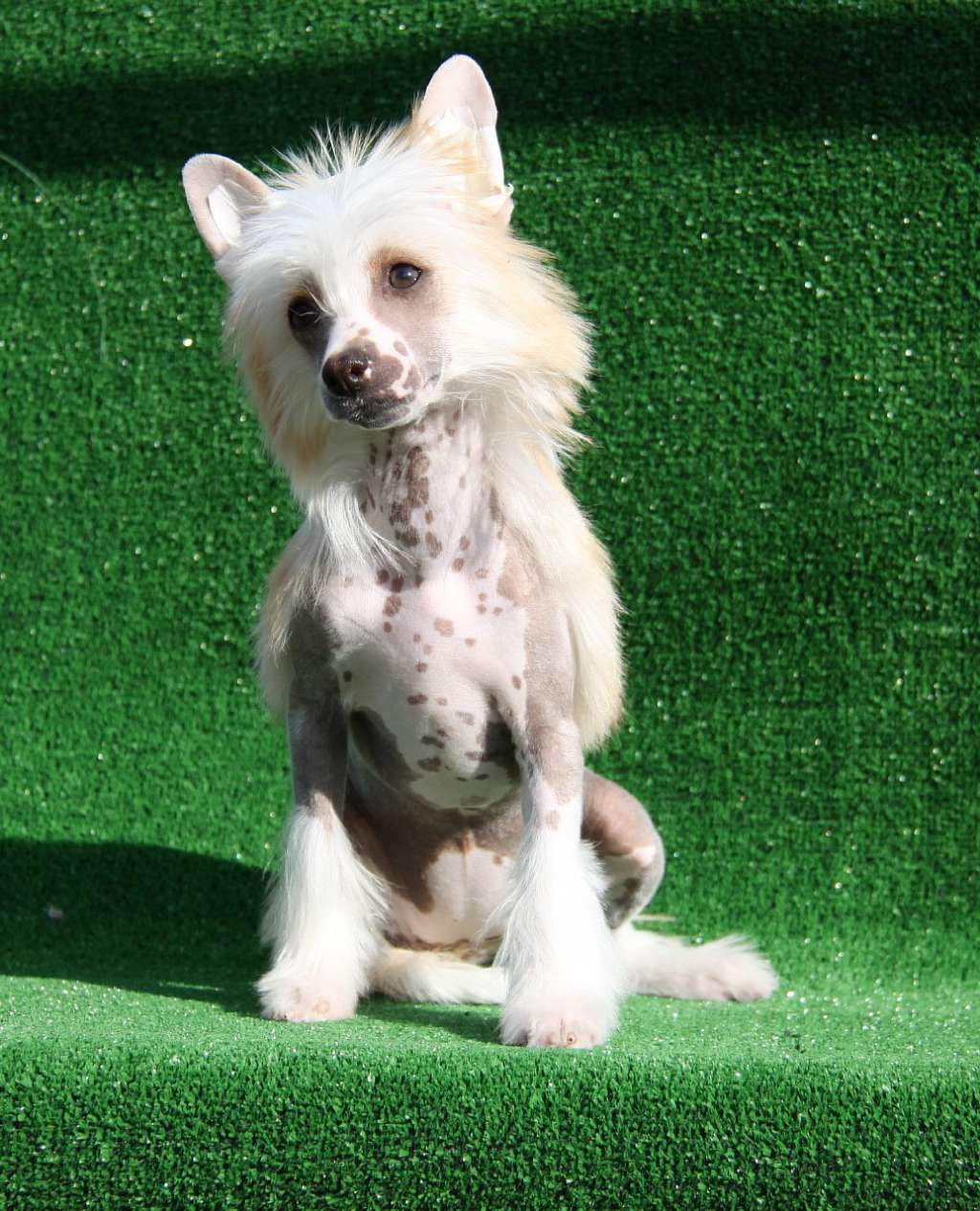 Zheneva-Debjut Gvineya