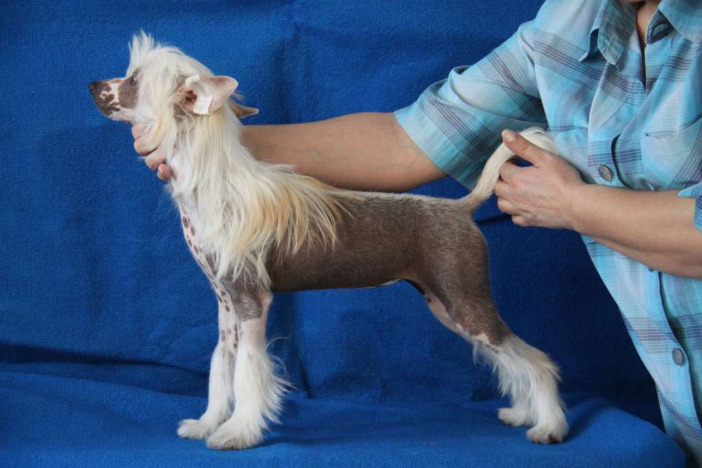 Zheneva-Debjut Gavana