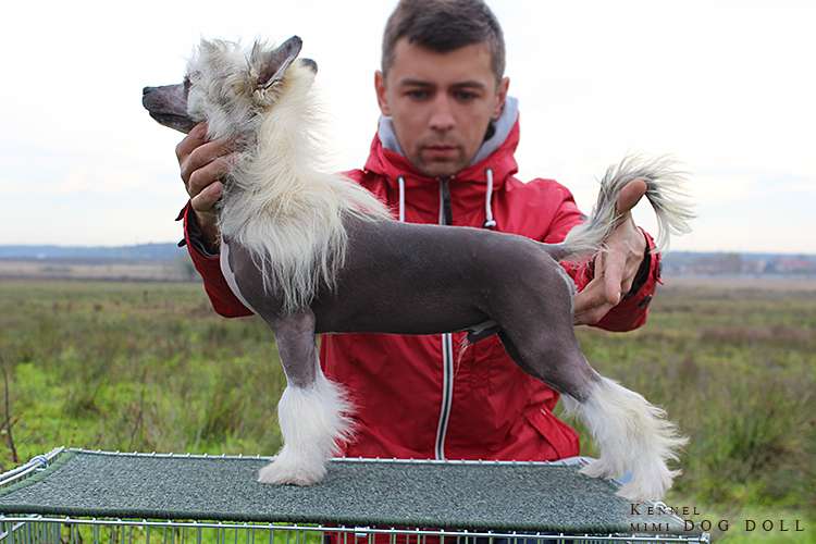 Mimi Dog Doll Jamiroquai