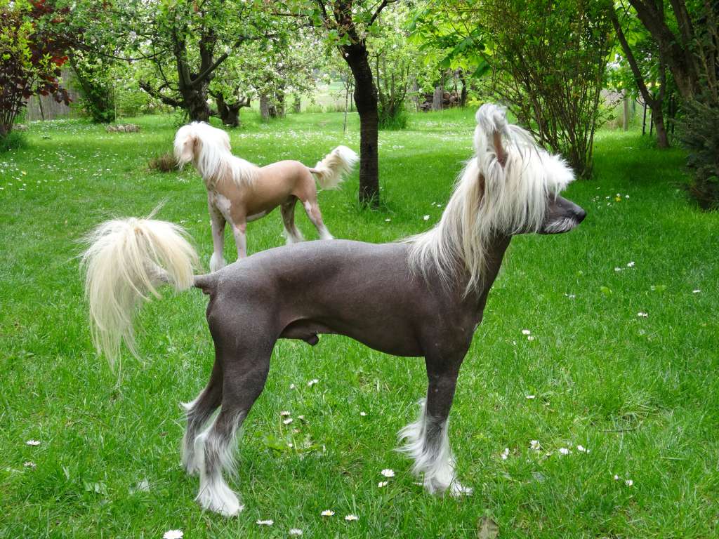 Ap 2 Date from Dynasty of Han