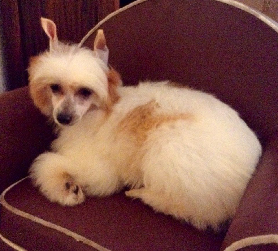 TaÏ Mandchou's Jagraon Rockin