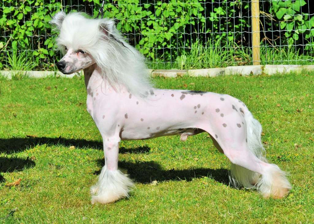 Speechless High Five