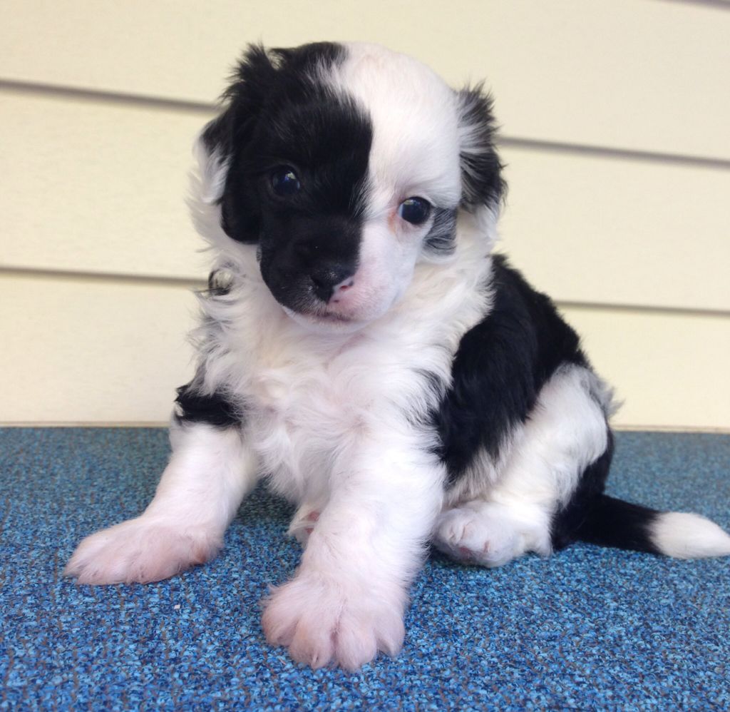 Jewels Can't Be Tamed