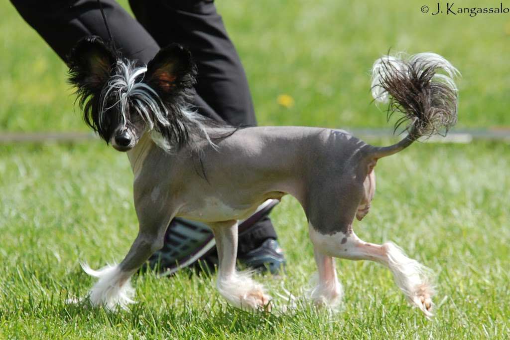 Bemu's Excellent Choice